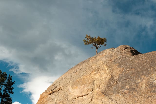 Colorado Tree 18 Years